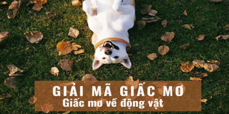 Giải mã giấc mơ AE888